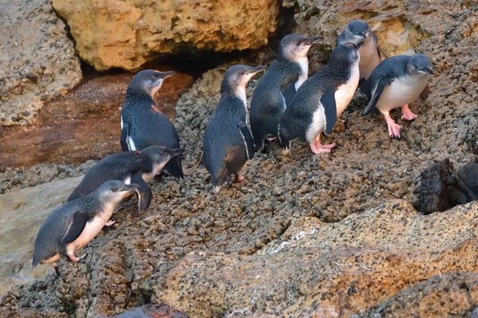 The Blue Penguin Colony - Whats on NZ